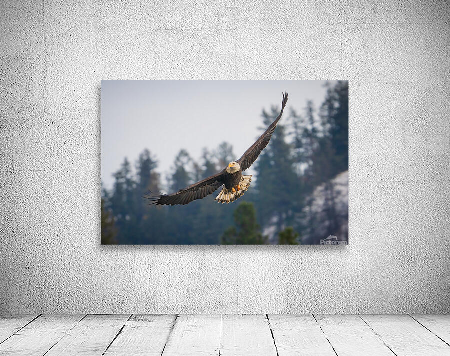 Early Bird Wall Preview