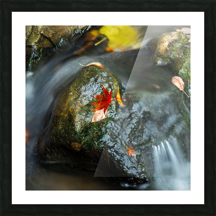 Single Leaf Picture Frame print