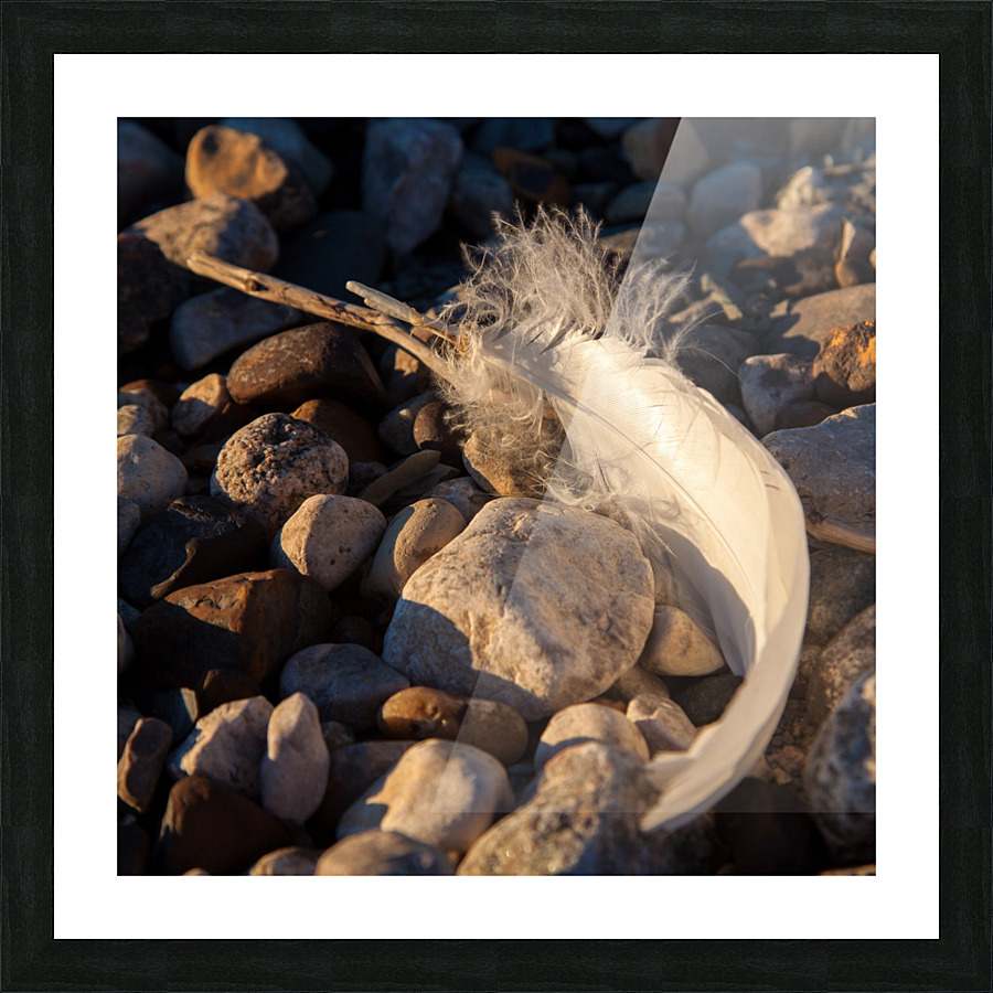Lost Feather Picture Frame print