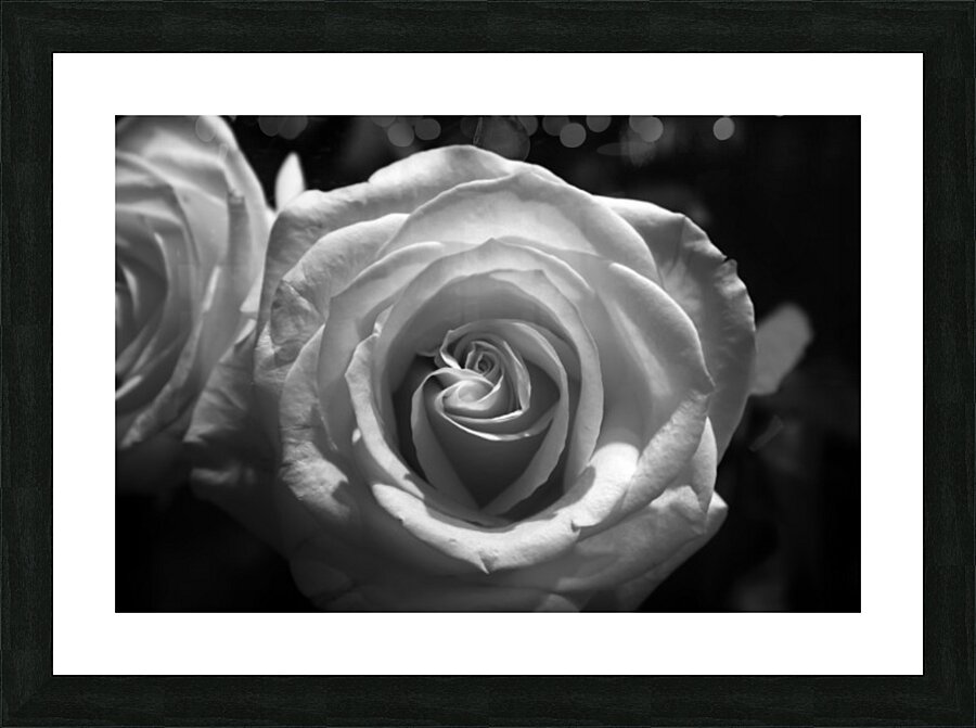 Rose Picture Frame print