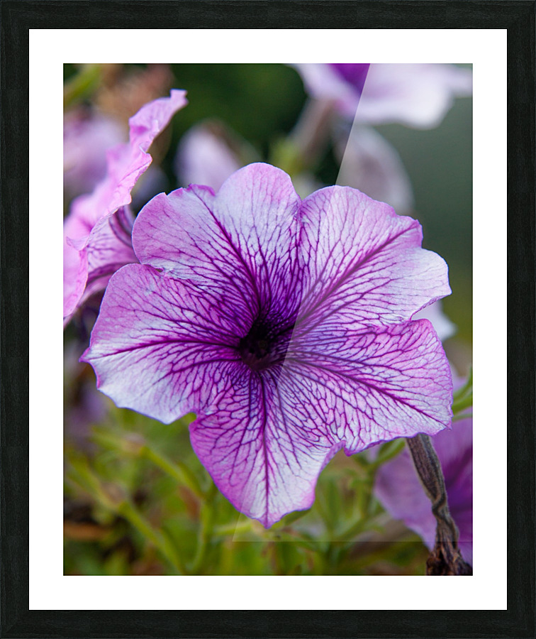 Purple Picture Frame print