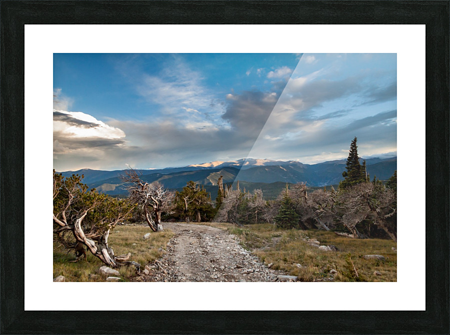 Windswept Picture Frame print