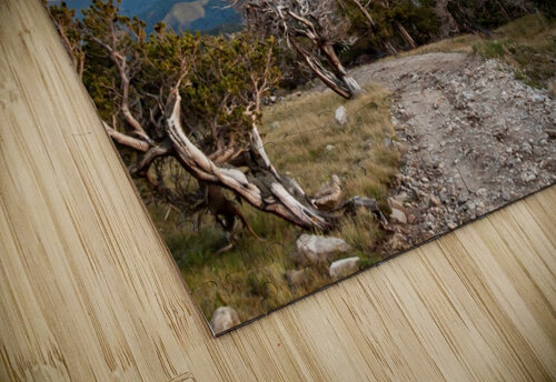 Windswept Brendan McMillan puzzle