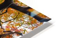 Golden Twists HD Metal print