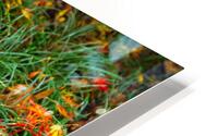 Colored Grass HD Metal print