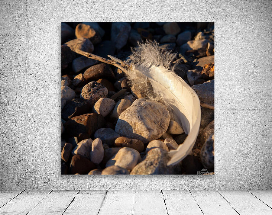 Lost Feather Wall Preview