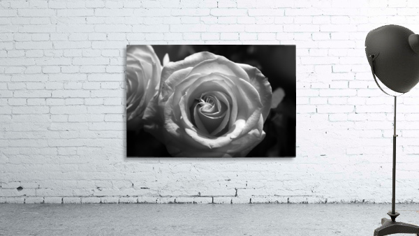 Rose Wall Preview