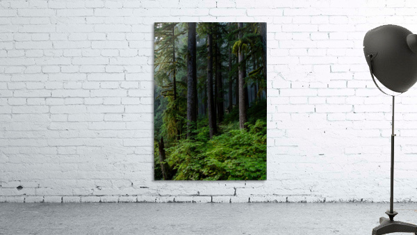 Misty Home Wall Preview
