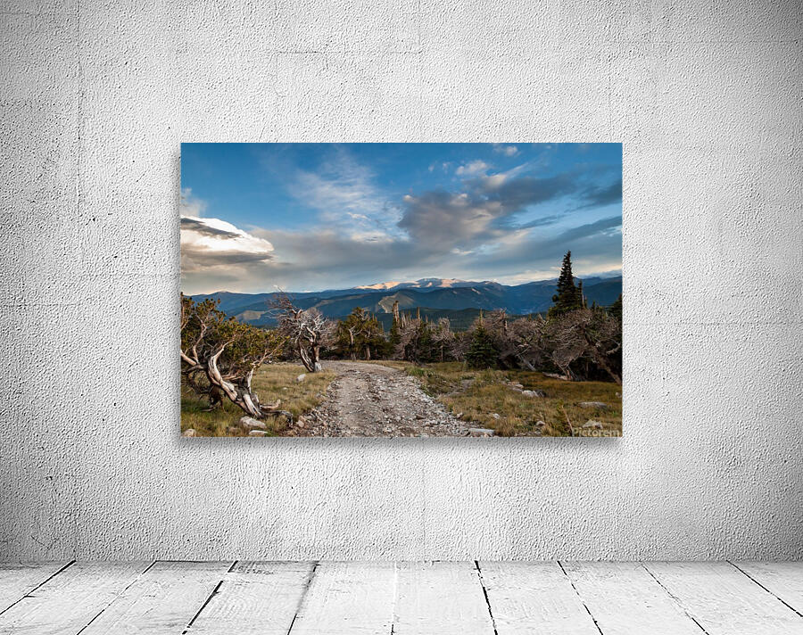 Windswept Wall Preview
