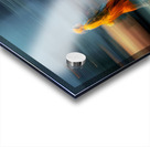 Amber on the Move Acrylic print