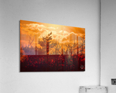 Dawn Acrylic Print
