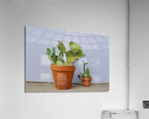 DSC09158 Acrylic Print