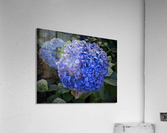 Fleurs Flowers Acrylic Print
