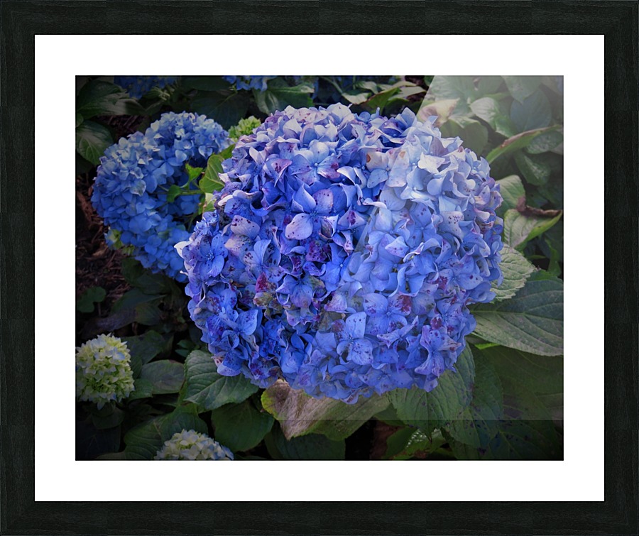 Fleurs Flowers Picture Frame print