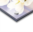 Magnolias Acrylic print