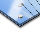 Bird on a Wire Acrylic print