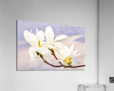 Magnolias Acrylic Print