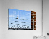 Bird on a Wire Acrylic Print