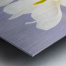 Magnolias Metal print