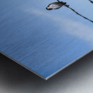 Bird on a Wire Metal print