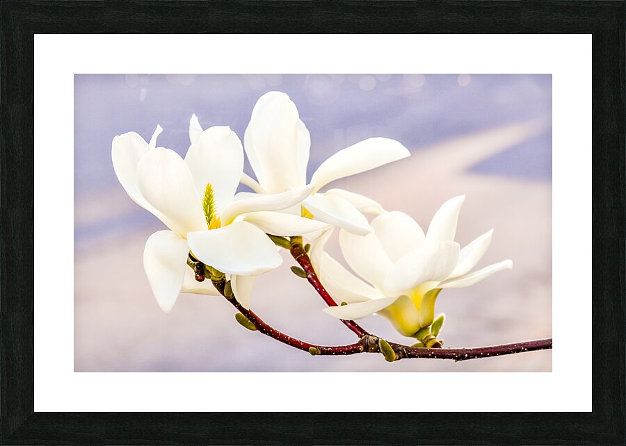 Magnolias Picture Frame print