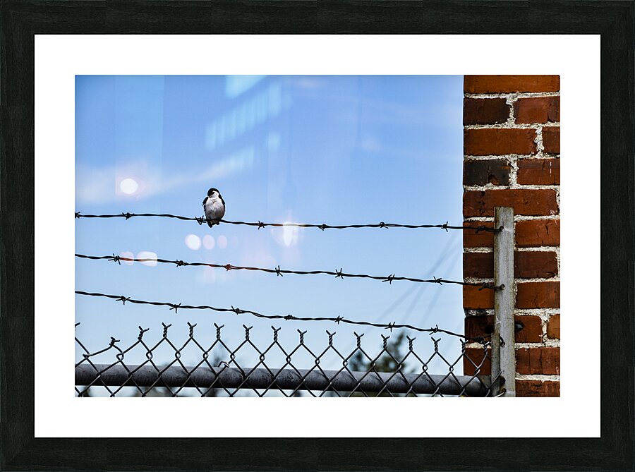Bird on a Wire Picture Frame print