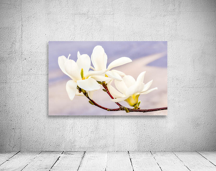 Magnolias Wall Preview