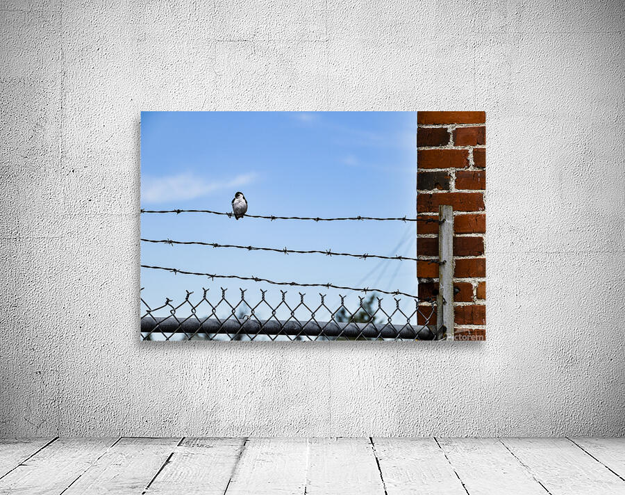 Bird on a Wire Wall Preview
