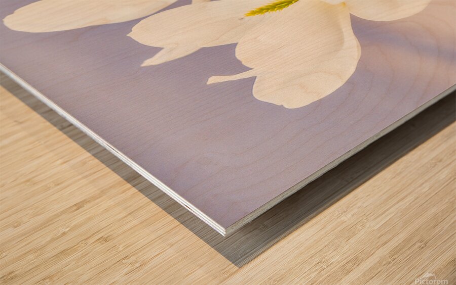 Magnolias Wood print