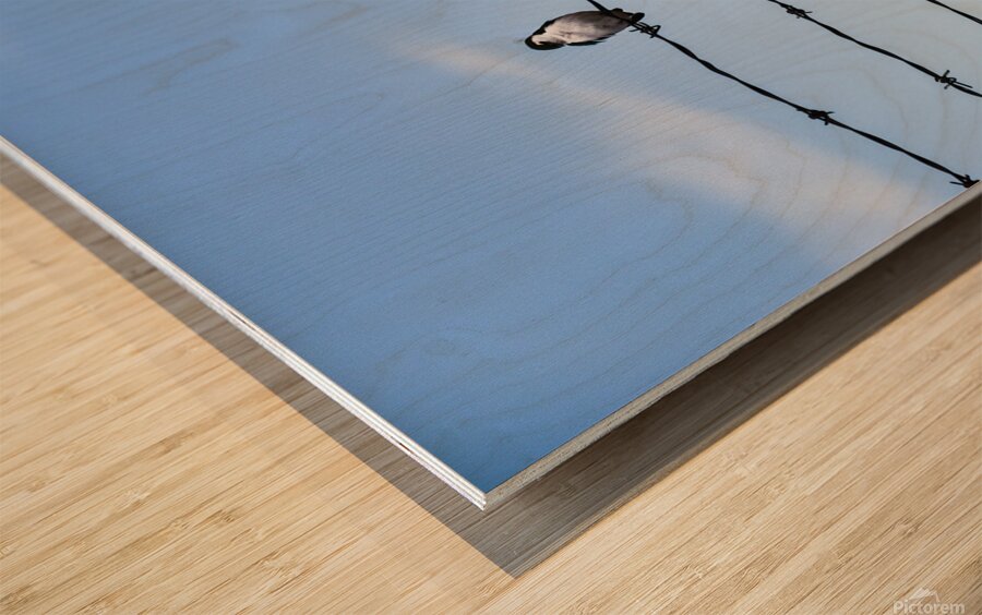 Bird on a Wire Wood print