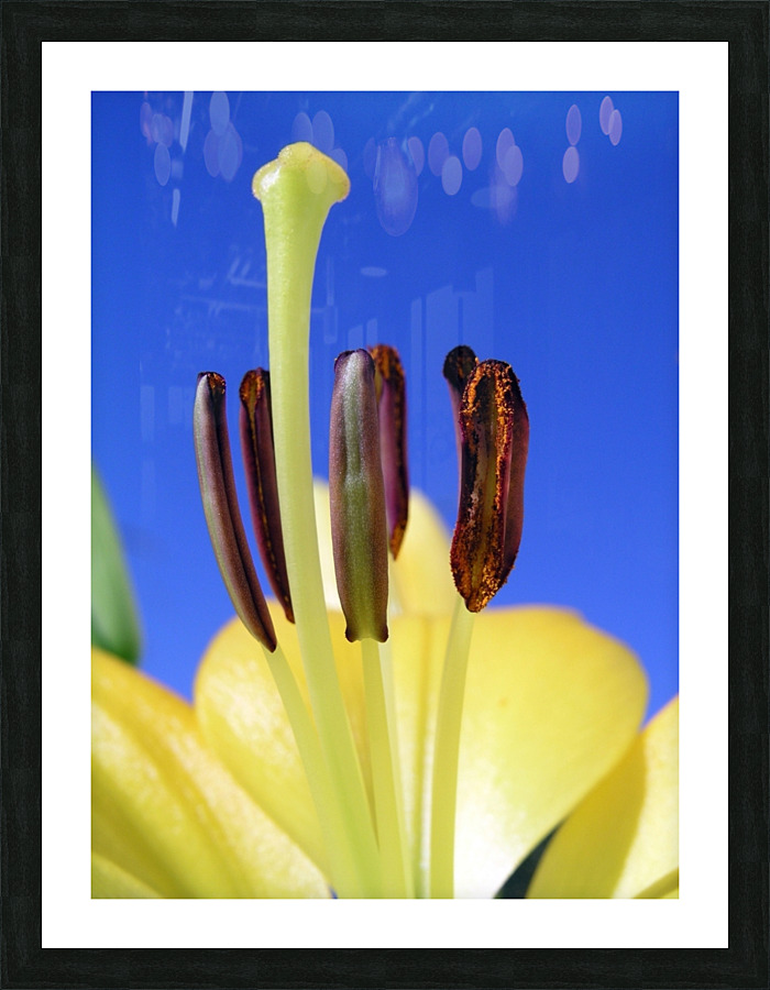 Ljiljan  Picture Frame print