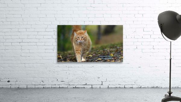 cat Wall Preview