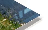 Just Ducky HD Metal print