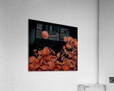 hazel shells Acrylic Print