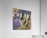 Summer Transitions II Acrylic Print