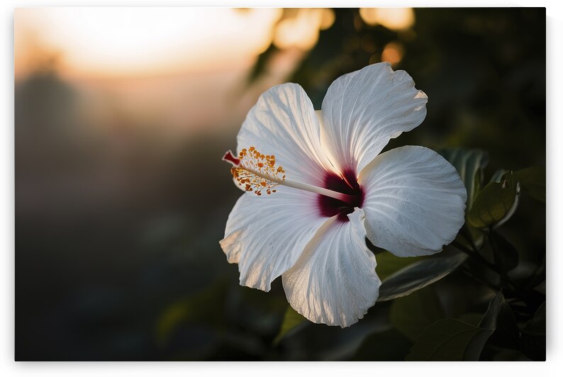 Hawaiian hibiscus in backlit light translucent wh 1722613909.2122 by Iremia Tudor