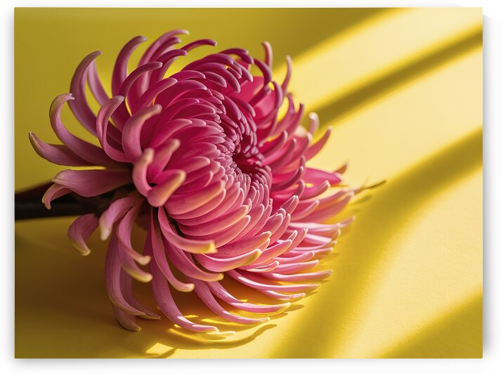 Branches of a pink flower of Billbergia on a yell by Iremia Tudor