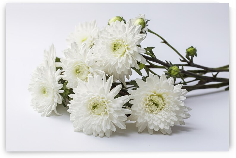 branch of white chrysanthemum flowers on a white  1722613903.6115 by Iremia Tudor