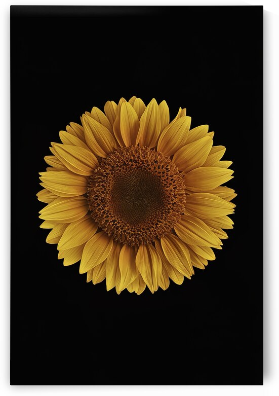 beautiful sunflower isolated on a black backgroun 1722613904.8735 by Iremia Tudor