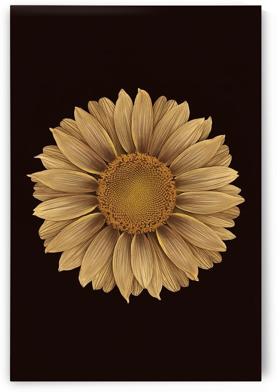 beautiful sunflower isolated on a black backgroun by Iremia Tudor