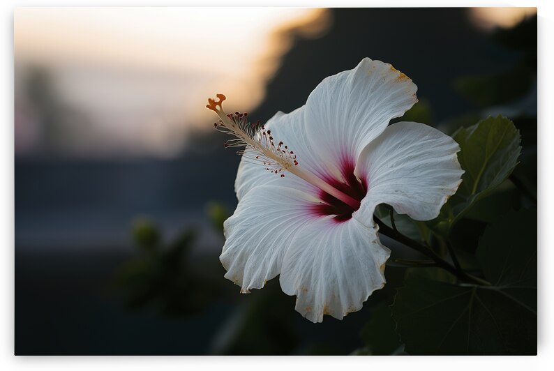 Hawaiian hibiscus in backlit light translucent wh 1722613909.0743 by Iremia Tudor