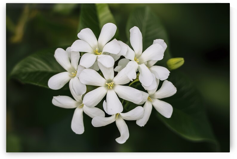 Bunch of white jasmine aromatic flowers 2 by Iremia Tudor