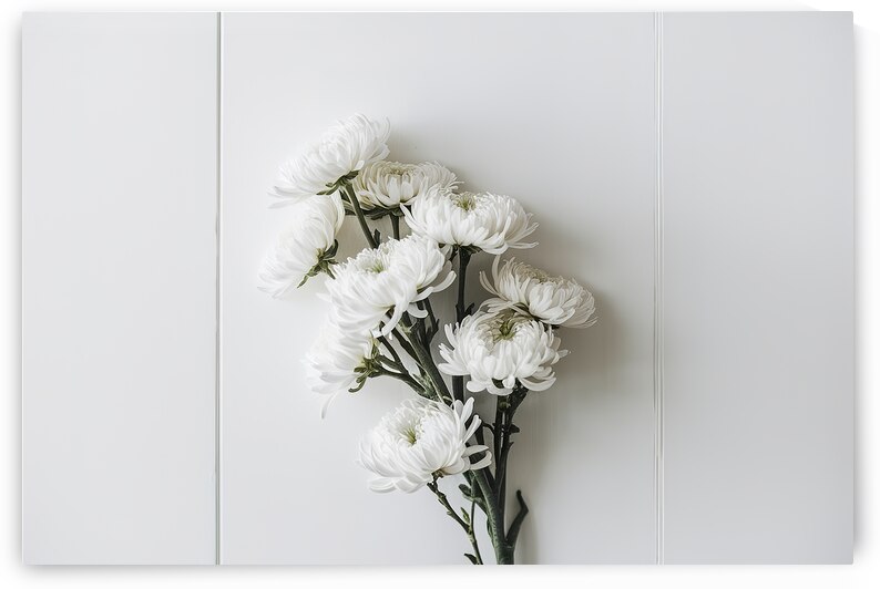 branch of white chrysanthemum flowers on a white  1722613889.6652 by Iremia Tudor