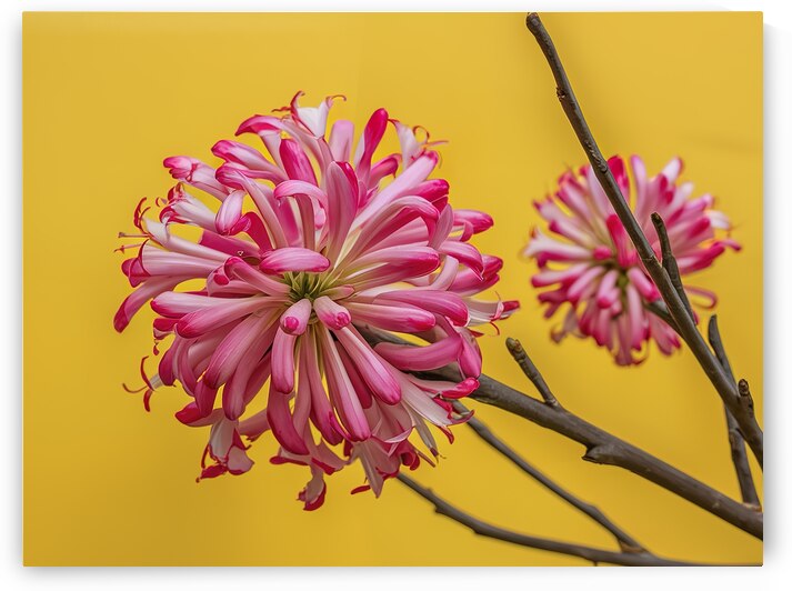 Branches of a pink flower of Billbergia on a yell 1722613905.7882 by Iremia Tudor