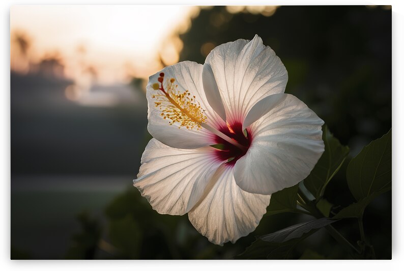 Hawaiian hibiscus in backlit light translucent wh by Iremia Tudor