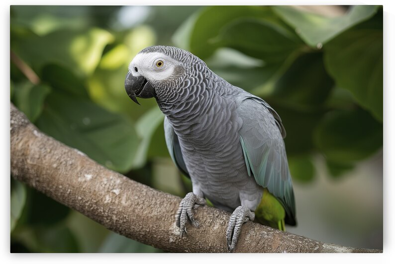 close up a single beautiful african grey parrot p 1722614312.167 by Iremia Tudor