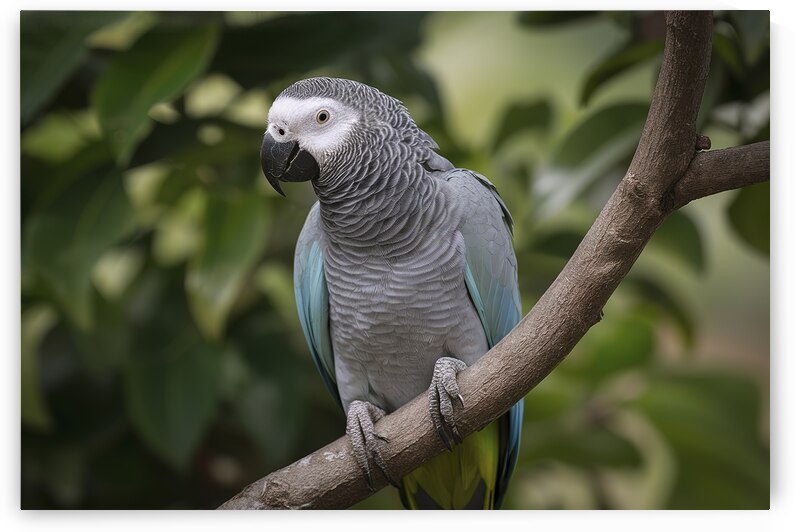 close up a single beautiful african grey parrot p 1722614311.0166 by Iremia Tudor