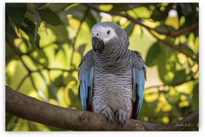 close up a single beautiful african grey parrot p by Iremia Tudor