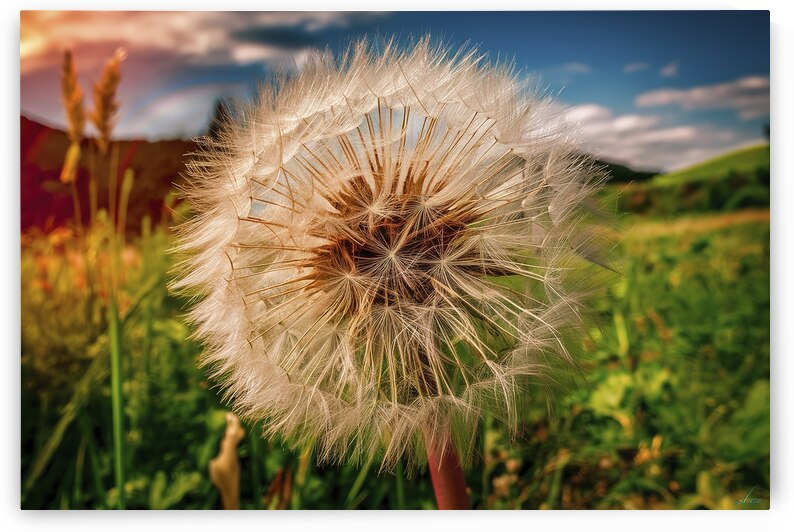 Fluffy dandelion flower against the background of by Iremia Tudor