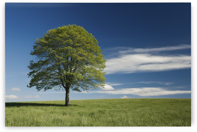 Single tree on green meadow and blue sky bright v by Iremia Tudor